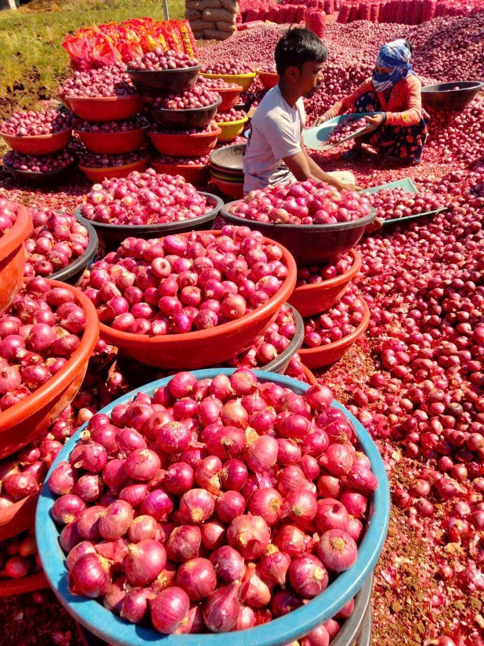 Fresh red onions sorting area